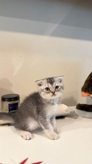 ขายลูกแมวสก็อตติช เพศหญิง รูปที่ 10