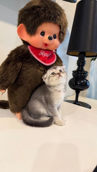 ขายลูกแมวสก็อตติช เพศหญิง รูปที่ 4