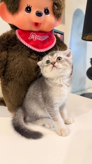 ขายลูกแมวสก็อตติช เพศหญิง รูปที่ 3