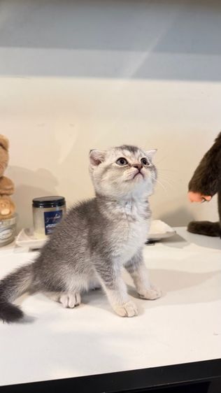 ขายลูกแมวสก็อตติช เพศหญิง รูปที่ 7