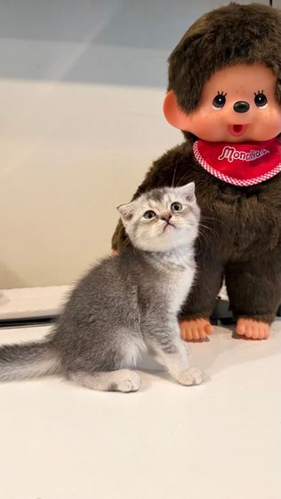 สก็อตติช โฟลด์ (Scottish Fold) ขายลูกแมวสก็อตติช เพศหญิง