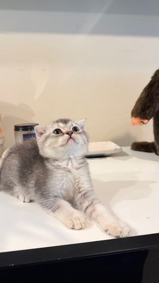 ขายลูกแมวสก็อตติช เพศหญิง รูปที่ 6