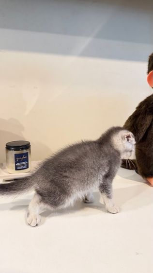 ขายลูกแมวสก็อตติช เพศหญิง รูปที่ 5