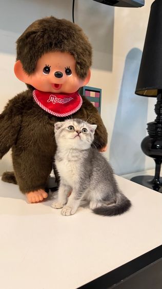 ขายลูกแมวสก็อตติช เพศหญิง รูปที่ 2