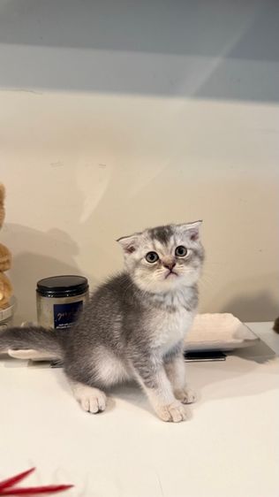 ขายลูกแมวสก็อตติช เพศหญิง รูปที่ 9