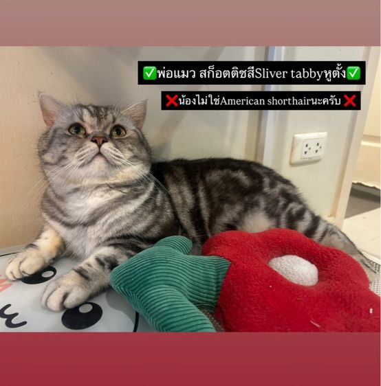 ขายลูกแมวสก็อตติช เพศหญิง รูปที่ 15