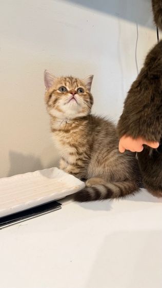 ขายลูกแมวสก็อตติช เพศหญิง รูปที่ 2