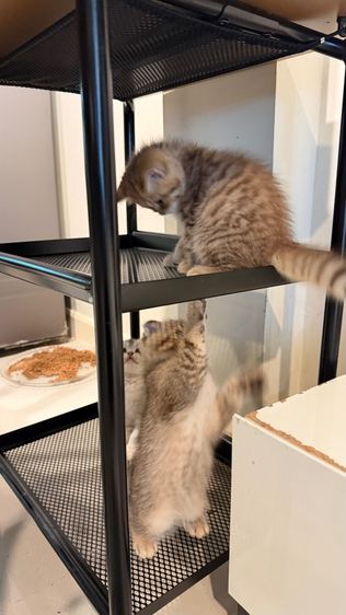 ขายลูกแมวสก็อตติช เพศหญิง รูปที่ 11
