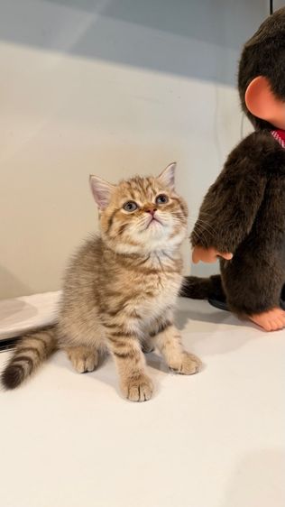 ขายลูกแมวสก็อตติช เพศหญิง รูปที่ 6