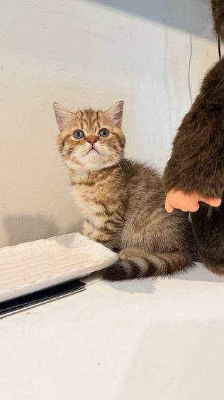 ขายลูกแมวสก็อตติช เพศหญิง รูปที่ 10