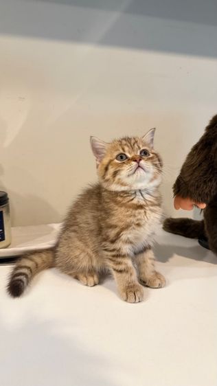 สก็อตติช โฟลด์ (Scottish Fold) ขายลูกแมวสก็อตติช เพศหญิง