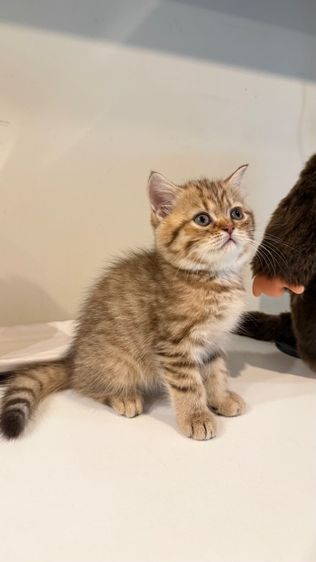 ขายลูกแมวสก็อตติช เพศหญิง รูปที่ 5