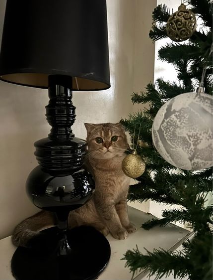 ขายลูกแมวสก็อตติช เพศหญิง รูปที่ 14