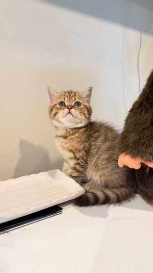 ขายลูกแมวสก็อตติช เพศหญิง รูปที่ 3