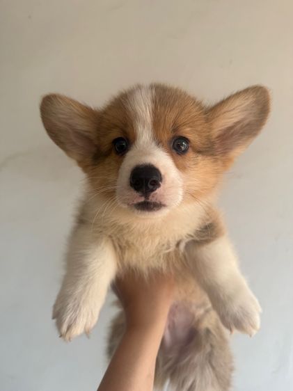 คอร์กี้ 8500 พร้อมย้าย รูปที่ 3