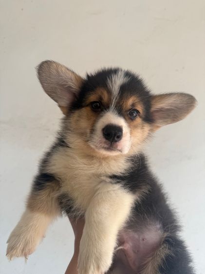 คอร์กี้ 8500 พร้อมย้าย รูปที่ 2