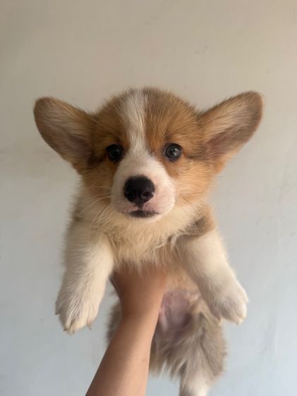 คอร์กี้ (Corgi) เล็ก คอร์กี้ 8500 พร้อมย้าย