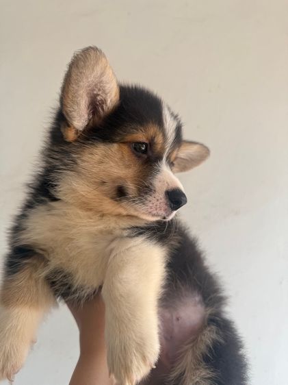 คอร์กี้ 8500 พร้อมย้าย รูปที่ 5