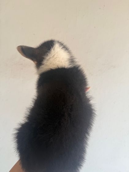 คอร์กี้ 8500 พร้อมย้าย รูปที่ 6