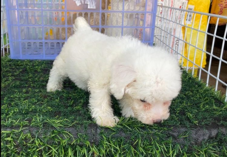 ลูกพุดเดิ้ลทอย รูปที่ 3