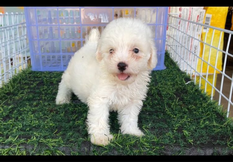 ลูกพุดเดิ้ลทอย