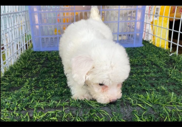 ลูกพุดเดิ้ลทอย รูปที่ 2