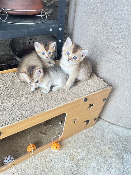 บริติชเลี้ยงเล่น รูปที่ 5