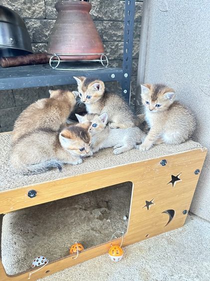 บริติชเลี้ยงเล่น รูปที่ 4