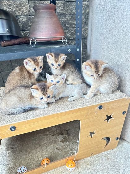 บริติชเลี้ยงเล่น รูปที่ 3