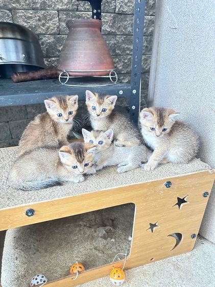 บริติชเลี้ยงเล่น รูปที่ 2