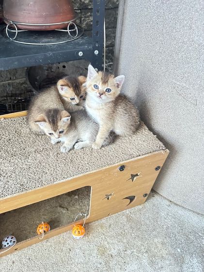 บริติชเลี้ยงเล่น รูปที่ 6