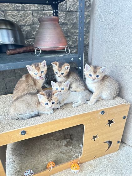 บริติชเลี้ยงเล่น