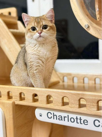 หนุ่มน้อยบริติซ 1 ขวบ