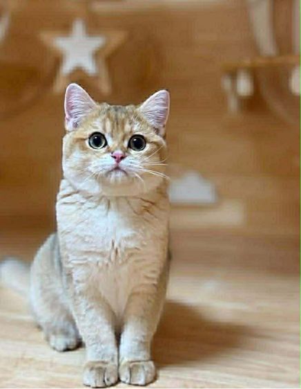 หนุ่มน้อยบริติซ 1 ขวบ รูปที่ 3