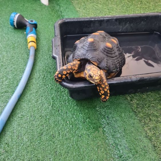 เต่าเรตฟุต รูปที่ 7