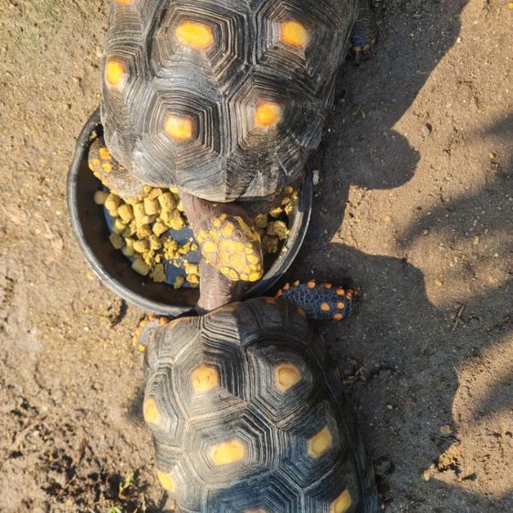 เต่าเรตฟุต รูปที่ 5