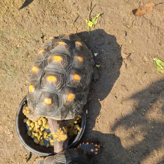 เต่าเรตฟุต รูปที่ 6