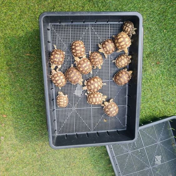 ลูกเต่าซูลคาต้า รูปที่ 2