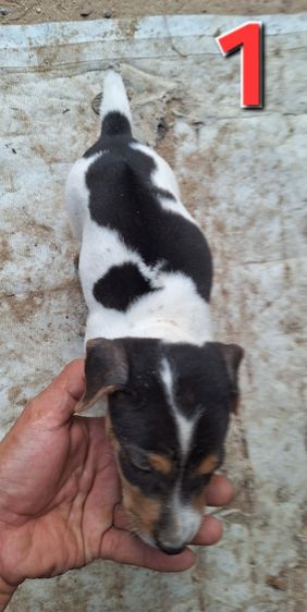 ลูกหมาพันธุ์ Jack russell รูปที่ 4
