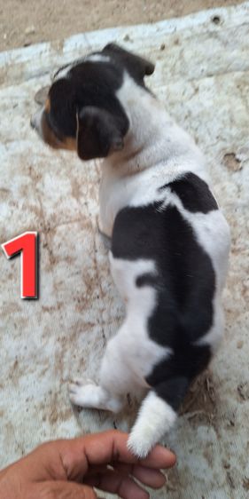 ลูกหมาพันธุ์ Jack russell รูปที่ 5