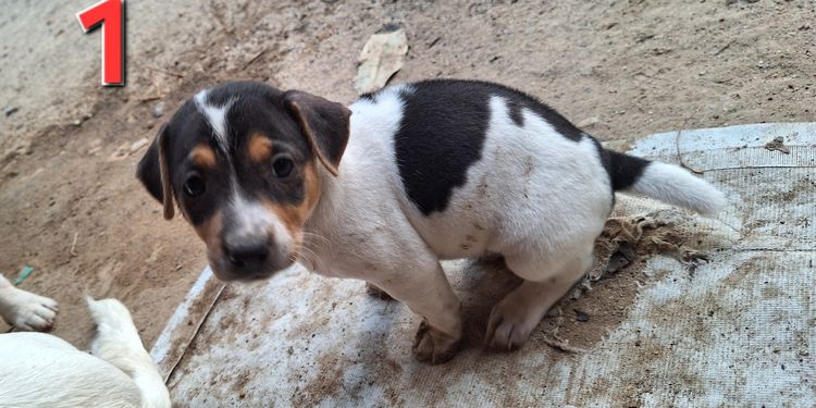 ลูกหมาพันธุ์ Jack russell รูปที่ 3