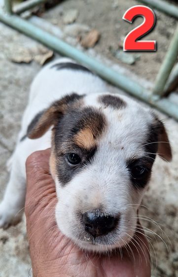 ลูกหมาพันธุ์ Jack russell รูปที่ 6