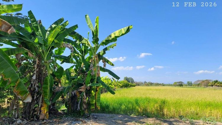 ไม่ใช่ ขายด่วนไร่นาสวนผสมติดถนนลาดยาง มีโฉนด 8 ไร่กว่าขายยกทั้งแปลงเพียง 2.9 ล้านบาทรวมโอน รูปที่ 3