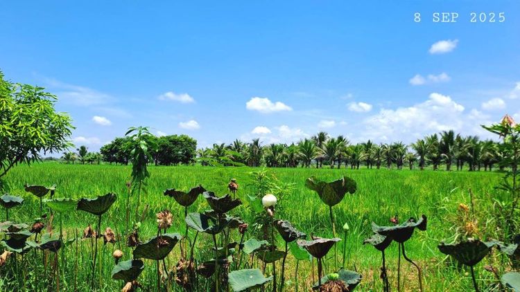 ไม่ใช่ ขายด่วนไร่นาสวนผสมติดถนนลาดยาง มีโฉนด 8 ไร่กว่าขายยกทั้งแปลงเพียง 2.9 ล้านบาทรวมโอน รูปที่ 2