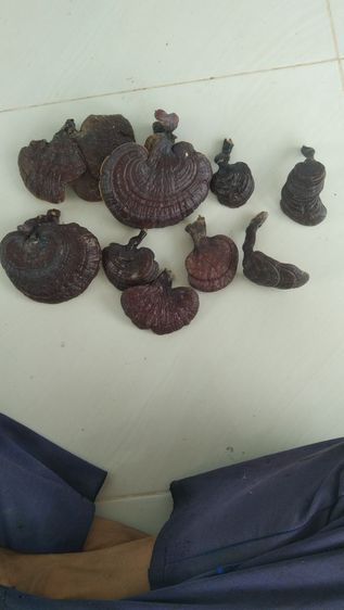 เห็ดป่า รูปที่ 10