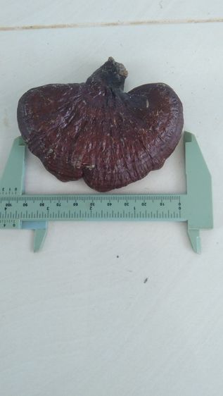 เห็ดป่า