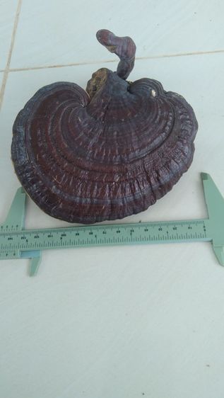 เห็ดป่า รูปที่ 3