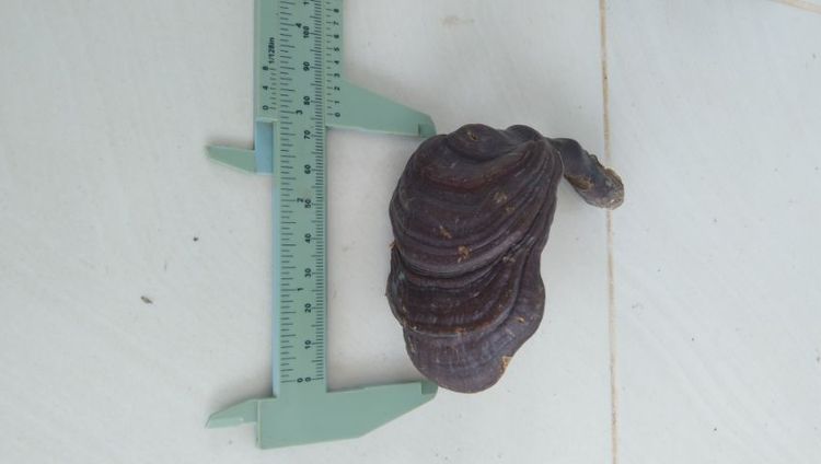 เห็ดป่า รูปที่ 7