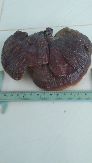 เห็ดป่า รูปที่ 2