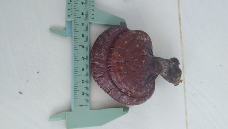 เห็ดป่า รูปที่ 5